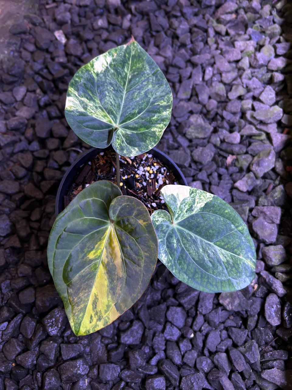 Anthurium Dressleri Variegated – Rare Hybrid Live Plant