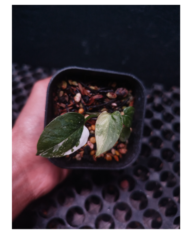Papi Hybrid Variegated – Rare Collector Live Plant